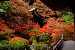 一度は行きたい、京都のすばらしい紅葉スポット１０選