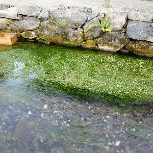 醒ヶ井地蔵川の「梅花藻」