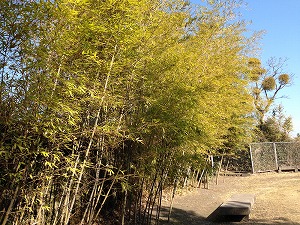 竹公園