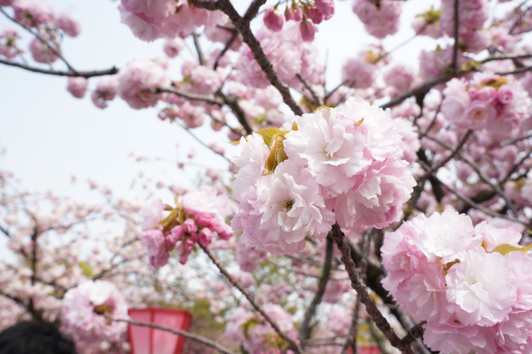 春到来！関西の桜スポット